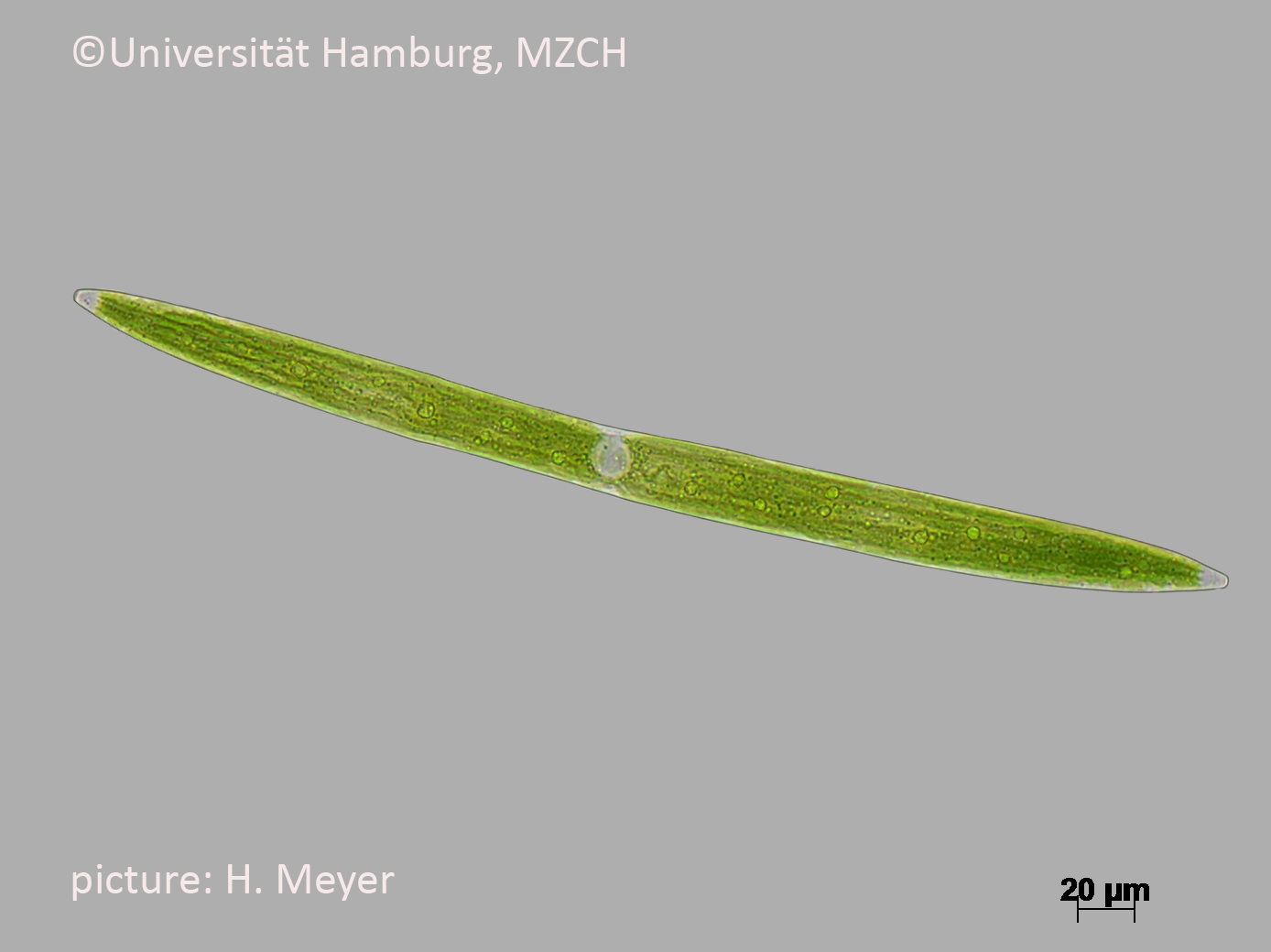 269_Closterium acerosum_200x-4_H. Meyer.bmp